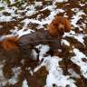 Комбинезоны для собак на грязь (весна/осень) - Комбинезоны для собак на грязь (весна/осень)